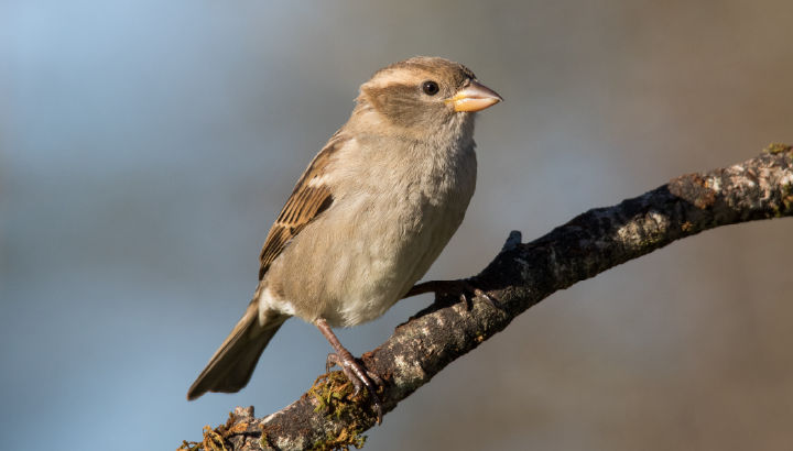 Participez à l’inventaire des oiseaux du bâti dans le cadre de l’ABC !